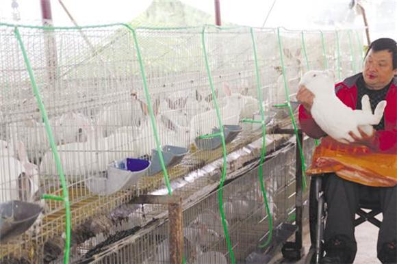 肉兔散养成功致富经_致富经肉兔养殖视频_致富经散养肉兔子视频