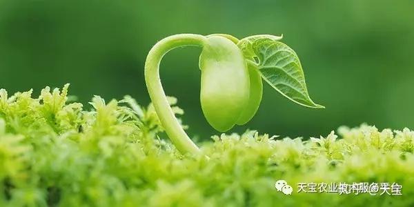 致富经玉米叶子_致富玉米叶子图片大全_致富玉米叶子图片