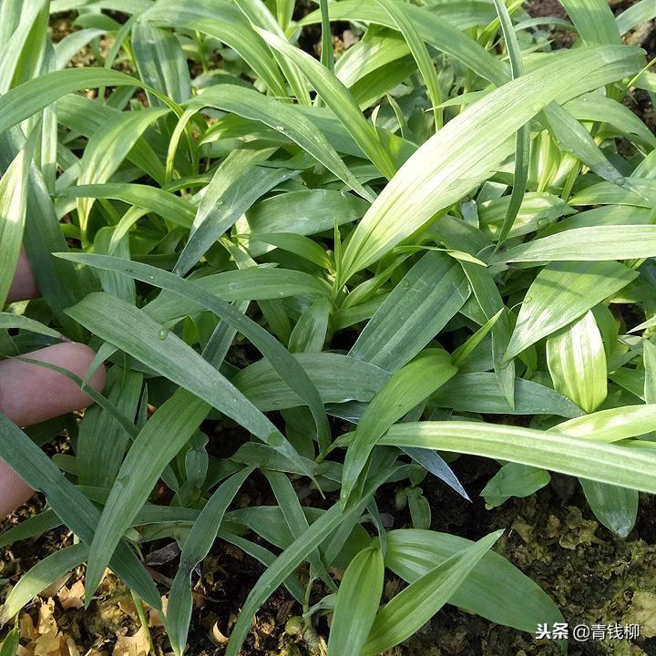 云南白怎么种植技术_云南种植项目_云南白的种植图片欣赏
