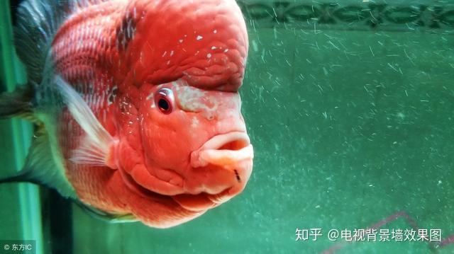 罗汉鱼养殖场视频_养殖罗汉鱼致富_致富养殖罗汉鱼怎么样