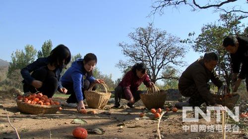 韭黄种植收益_韭黄种植效益怎么样_致富经韭黄