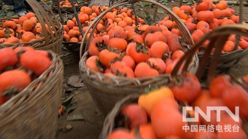 韭黄种植效益怎么样_韭黄种植收益_致富经韭黄