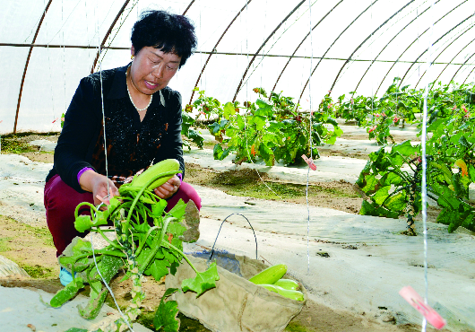 马齿苋加工方法药材