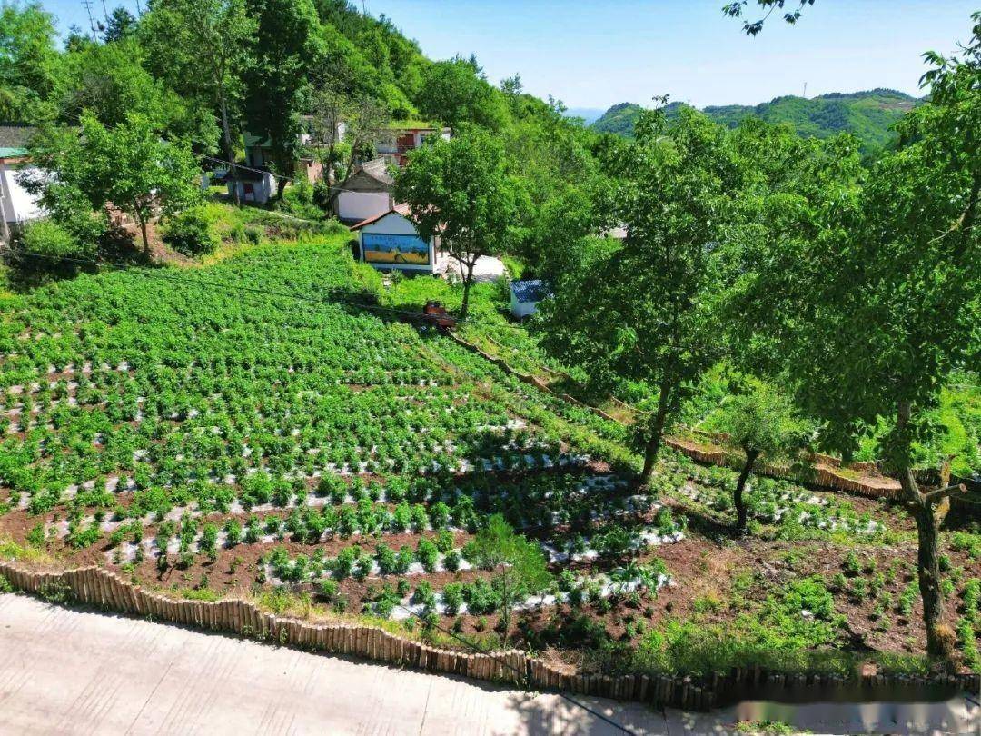 致富种植菜园农村图片大全_农村致富种植菜园_农村种植蔬菜致富方案