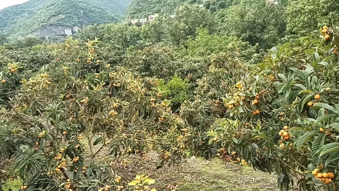 农村种植果树致富好项目_种果树的院子_院子种植致富果