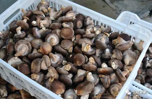 平菇种植作文_滨州种植平菇致富新闻稿_蘑菇种植新闻