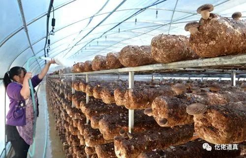 滨州种植平菇致富新闻稿_蘑菇种植新闻_平菇种植作文