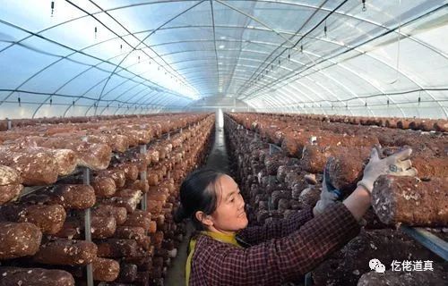 蘑菇种植新闻_平菇种植作文_滨州种植平菇致富新闻稿