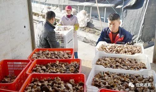 滨州种植平菇致富新闻稿_平菇种植作文_蘑菇种植新闻