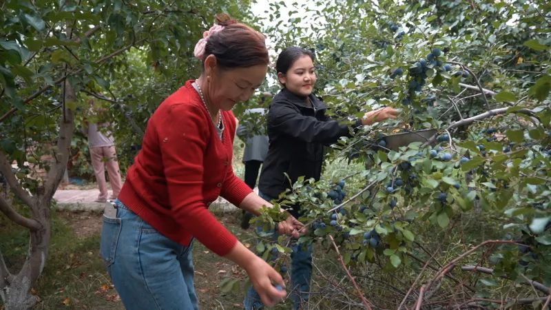院子种植致富果_种果树的院子_果树种植致富经