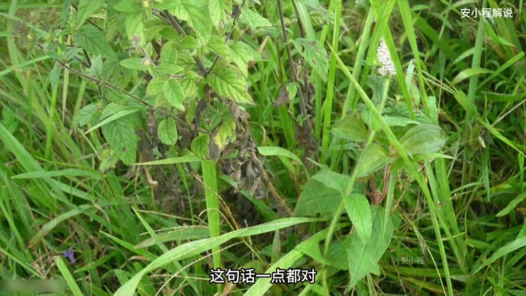 药材的种植技术_药材种植技术视频_药材种植过程