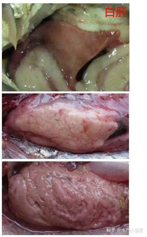 鲫鱼养殖成功案例_鲫鱼养殖视频教程_鲫鱼成鱼养殖技术视频