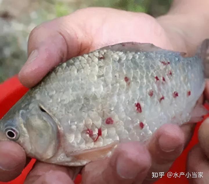 鲫鱼养殖成功案例_鲫鱼养殖视频教程_鲫鱼成鱼养殖技术视频
