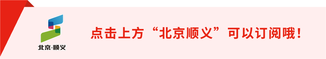 南菜北种，顺义市民吃上本土荔浦芋头