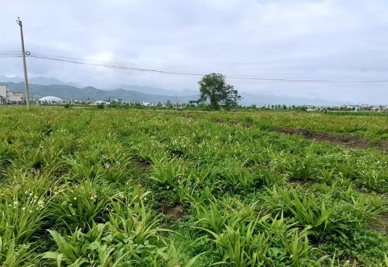 致富种植白芨怎么样_白芨种植致富_种植白芨致富项目