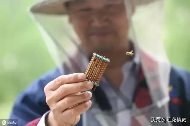 意蜂越冬蜂群要囚王断子，怎样囚？囚多久？认清这些原理就明白了