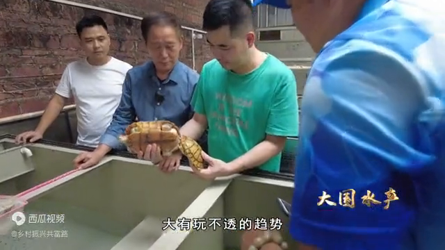 致富经金钱龟邓_致富经石金钱龟_致富经乌龟