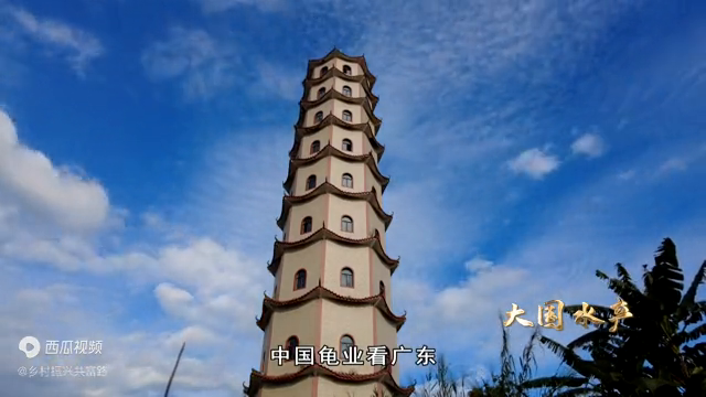 致富经石金钱龟_致富经乌龟_致富经金钱龟邓