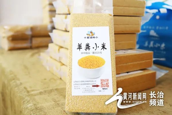 【小康路上】山西韩登科：土里刨“金”的致富领头人