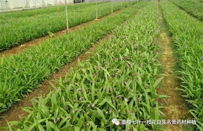 致富种植白芨视频_种植白芨致富项目_白芨种植致富