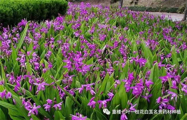 致富种植白芨视频_白芨种植致富_种植白芨致富项目