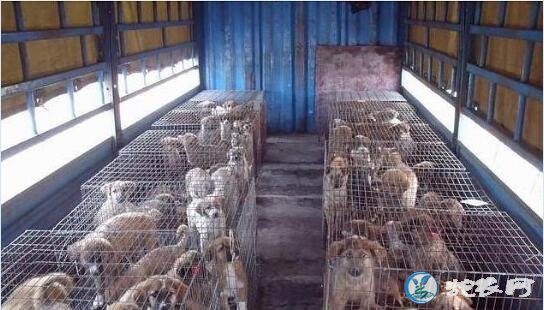 广西肉狗养殖、广西哪里有肉狗养殖场、批发市场？