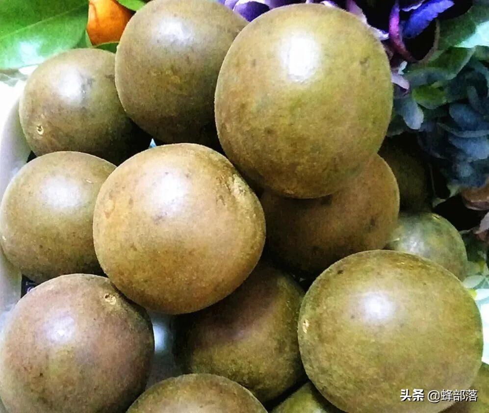 药材种植过程_药材的种植技术_药材种植技术视频