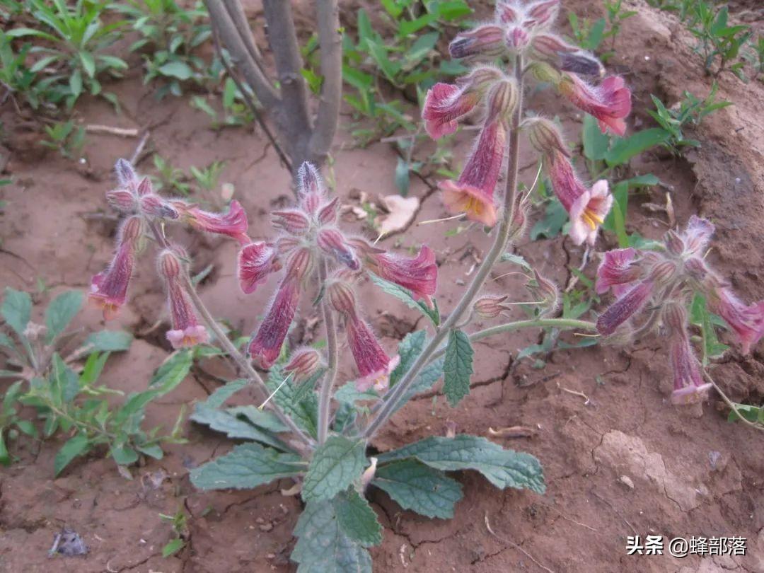 药材种植技术视频_药材种植过程_药材的种植技术