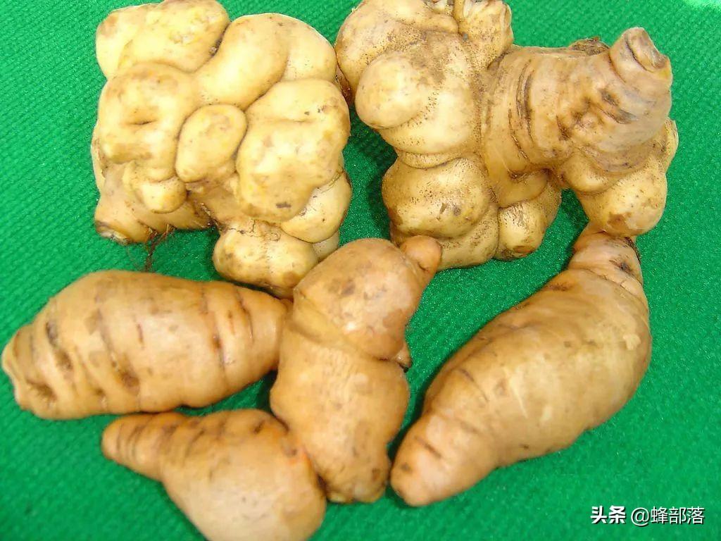 药材种植技术视频_药材种植过程_药材的种植技术