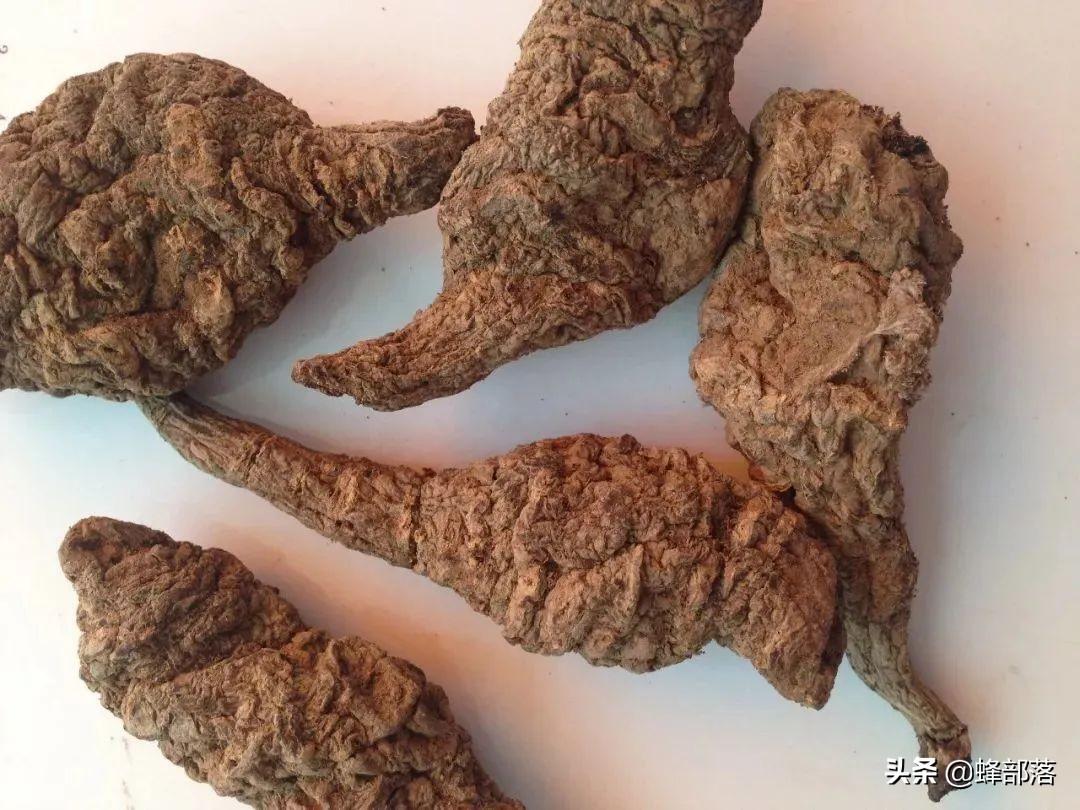 药材种植过程_药材的种植技术_药材种植技术视频
