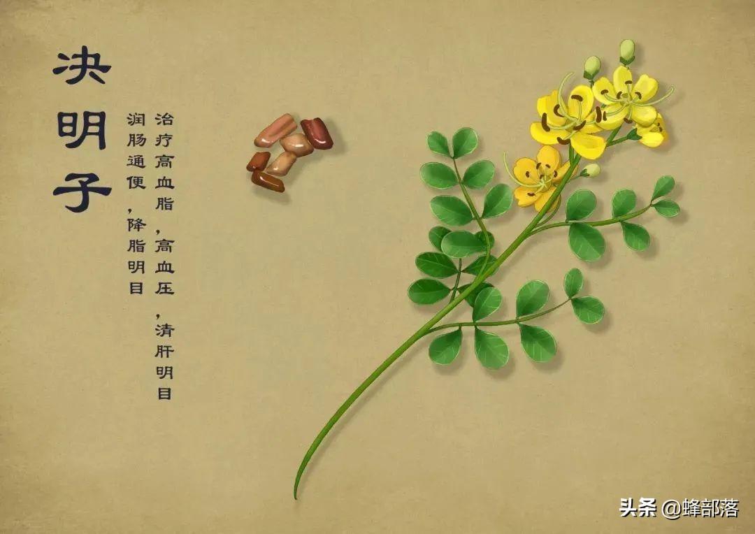 药材种植过程_药材的种植技术_药材种植技术视频
