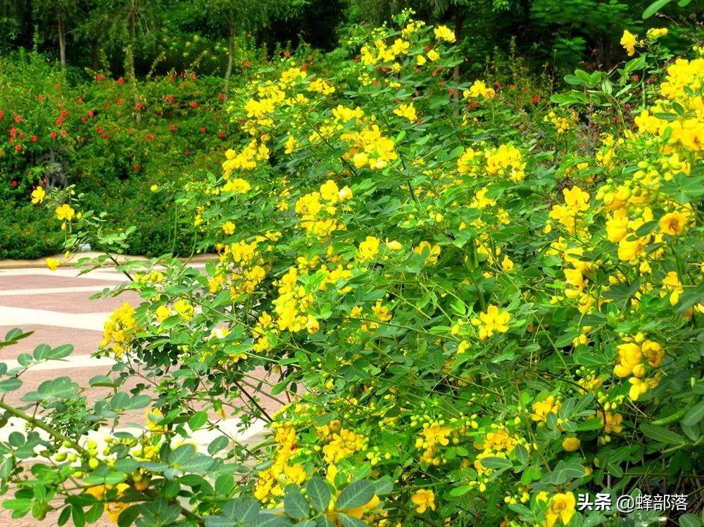 药材种植过程_药材的种植技术_药材种植技术视频