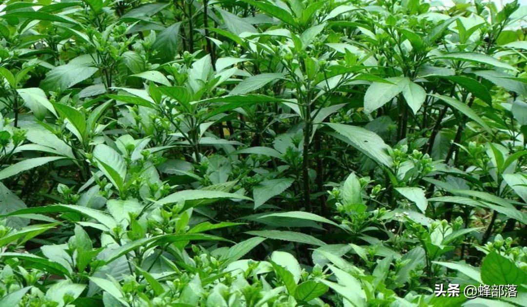 药材种植技术视频_药材的种植技术_药材种植过程