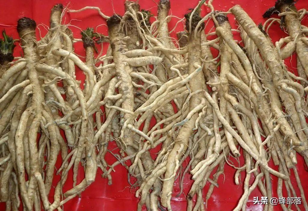 药材种植过程_药材种植技术视频_药材的种植技术