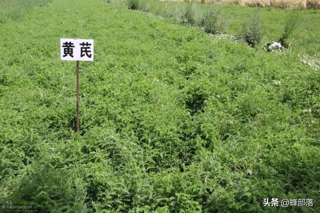 药材种植过程_药材种植技术指导_药材种植技术视频