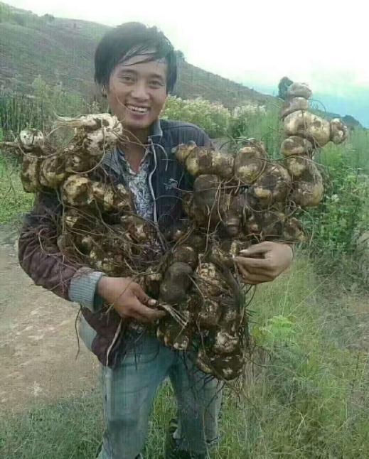 药材种植技术视频_药材的种植技术_药材种植技术指导