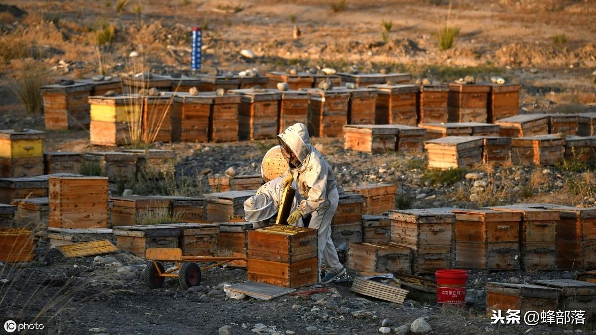 意蜂十二个月养殖技术_蜂的养殖教程视频_蜂的养殖技术