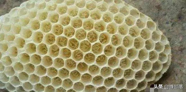 蜂的养殖技术_蜂的养殖教程视频_意蜂十二个月养殖技术