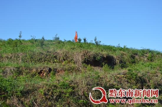 油茶种植 绿化致富两不误（图）