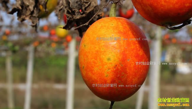 致富经：山东临沭张孝昌种植瓜蒌（栝楼）每亩净赚8000元