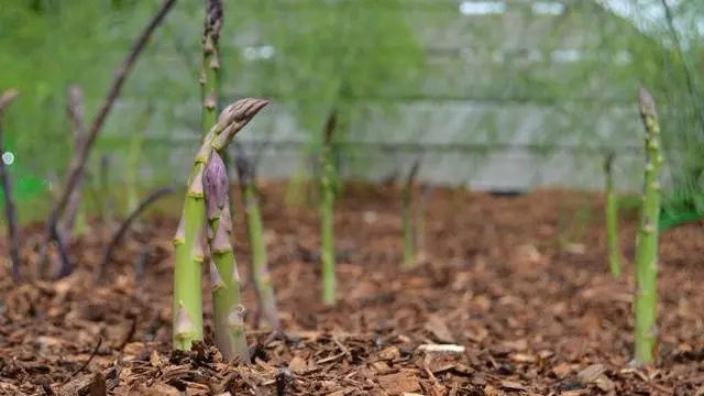 竹笋怎么种植技术_笋竹种植技术与管理_笋竹的种植