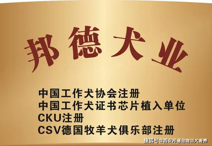 养狗吧宠物培训学校_宠物狗养殖技术学校_养狗培训学校