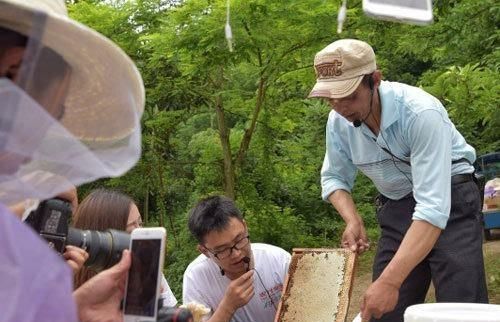 传统养蜂的养殖技术要点_传统养蜂方法_养蜂技术养蜂技术