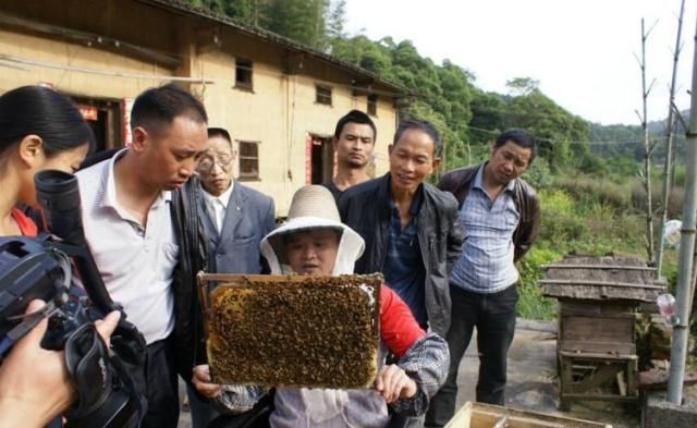 传统养蜂的养殖技术要点_传统养蜂方法_养蜂技术养蜂技术