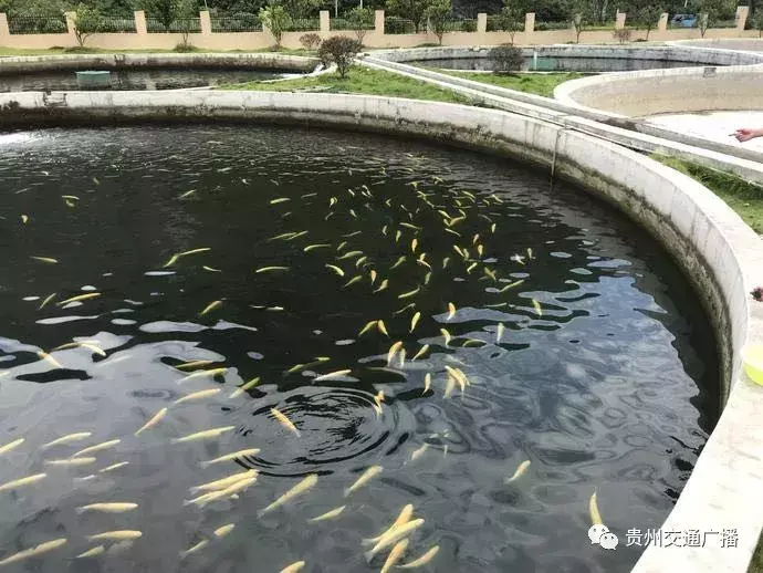 贵州养殖业什么最赚钱_致富贵州养殖赚钱吗现在_致富经贵州养殖最赚钱