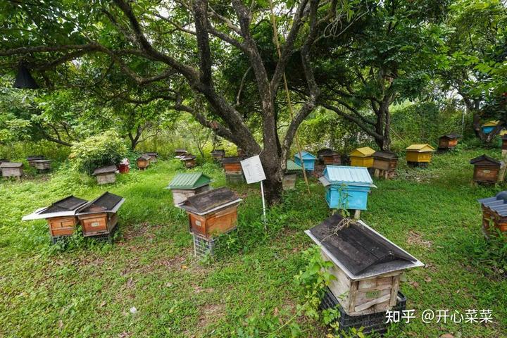 种植莲子致富_种植莲子的效益怎么样_致富莲子种植方法