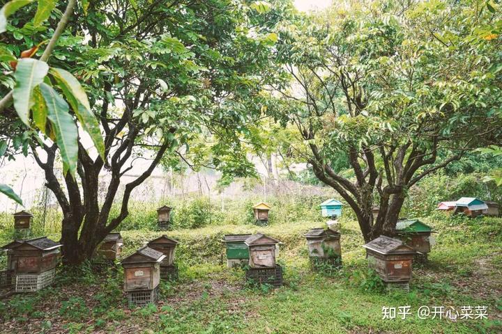 种植莲子致富_种植莲子的效益怎么样_致富莲子种植方法