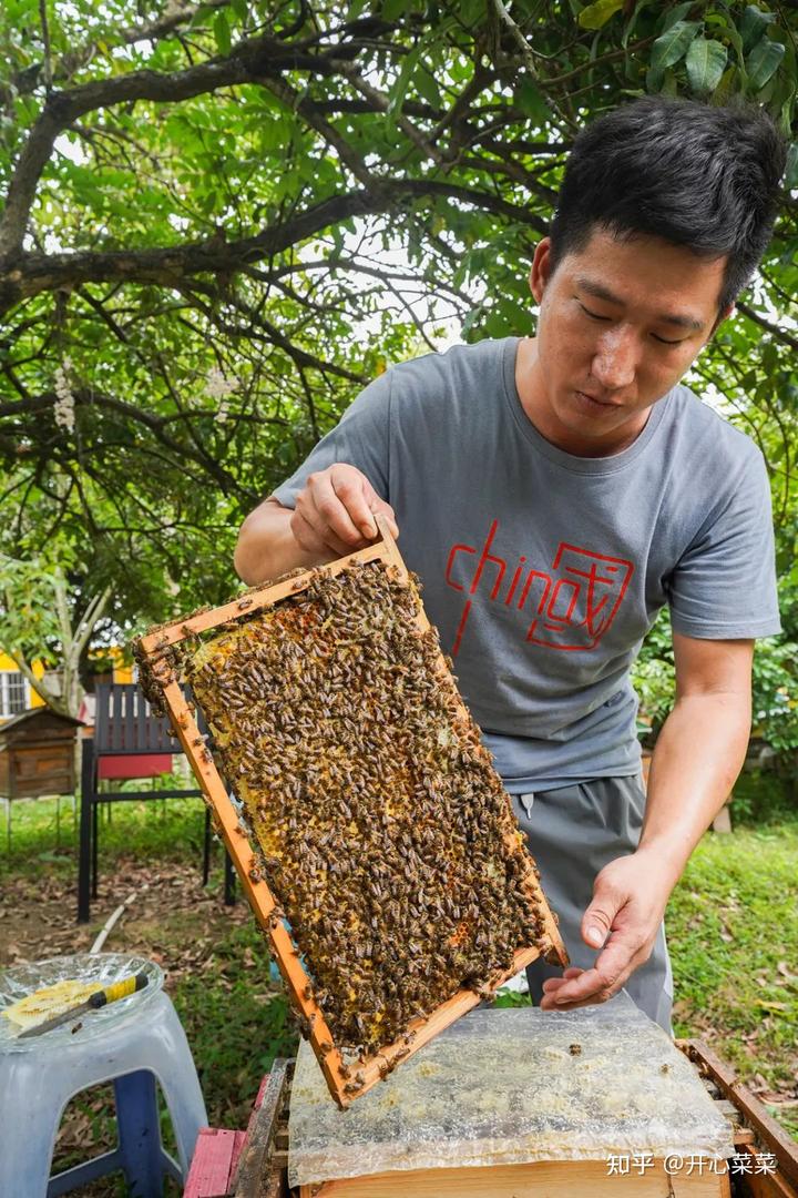 种植莲子的效益怎么样_种植莲子致富_致富莲子种植方法