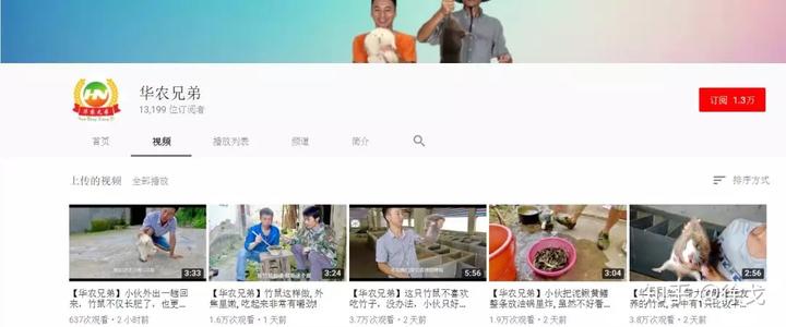 2012致富经养竹鼠视频_养殖竹鼠视频_致富经养竹虫