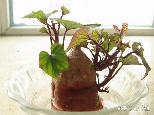 食用红薯叶种植技术视频_红薯叶的种植技术视频_红薯怎么种红薯叶